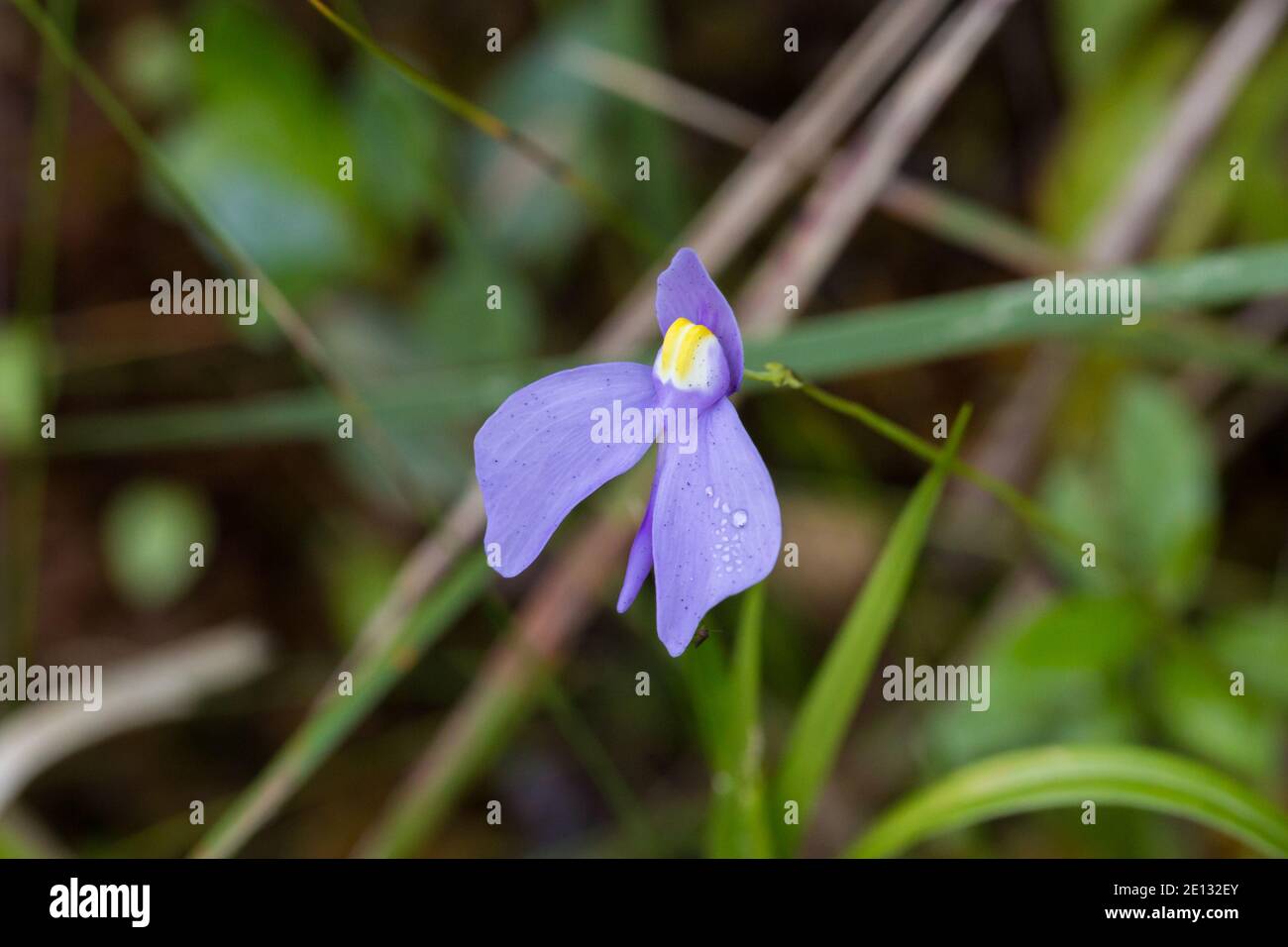 the beautiful violet flower of the Bladderwort Utricularia geminiloba in the mountains between Teresopolis and Petropolis in Brazil Stock Photo