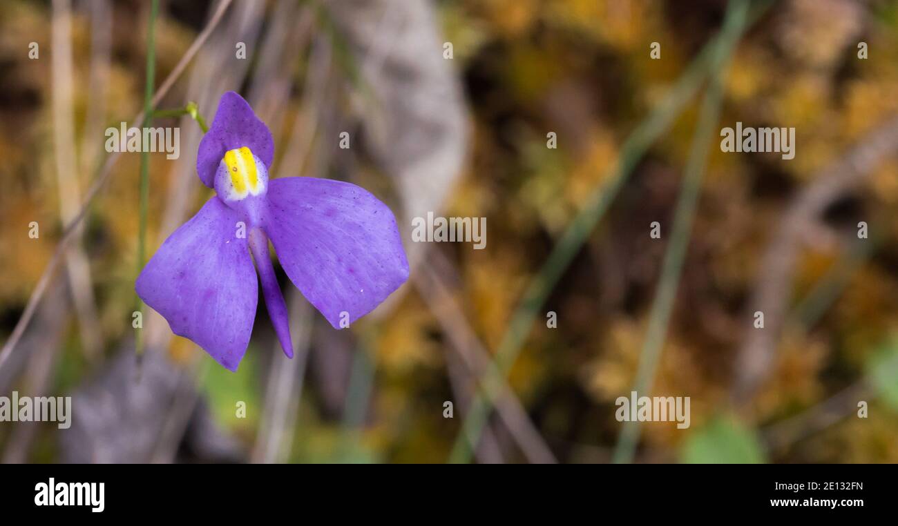 the beautiful violet flower of the Bladderwort Utricularia geminiloba in the mountains between Teresopolis and Petropolis in Brazil Stock Photo