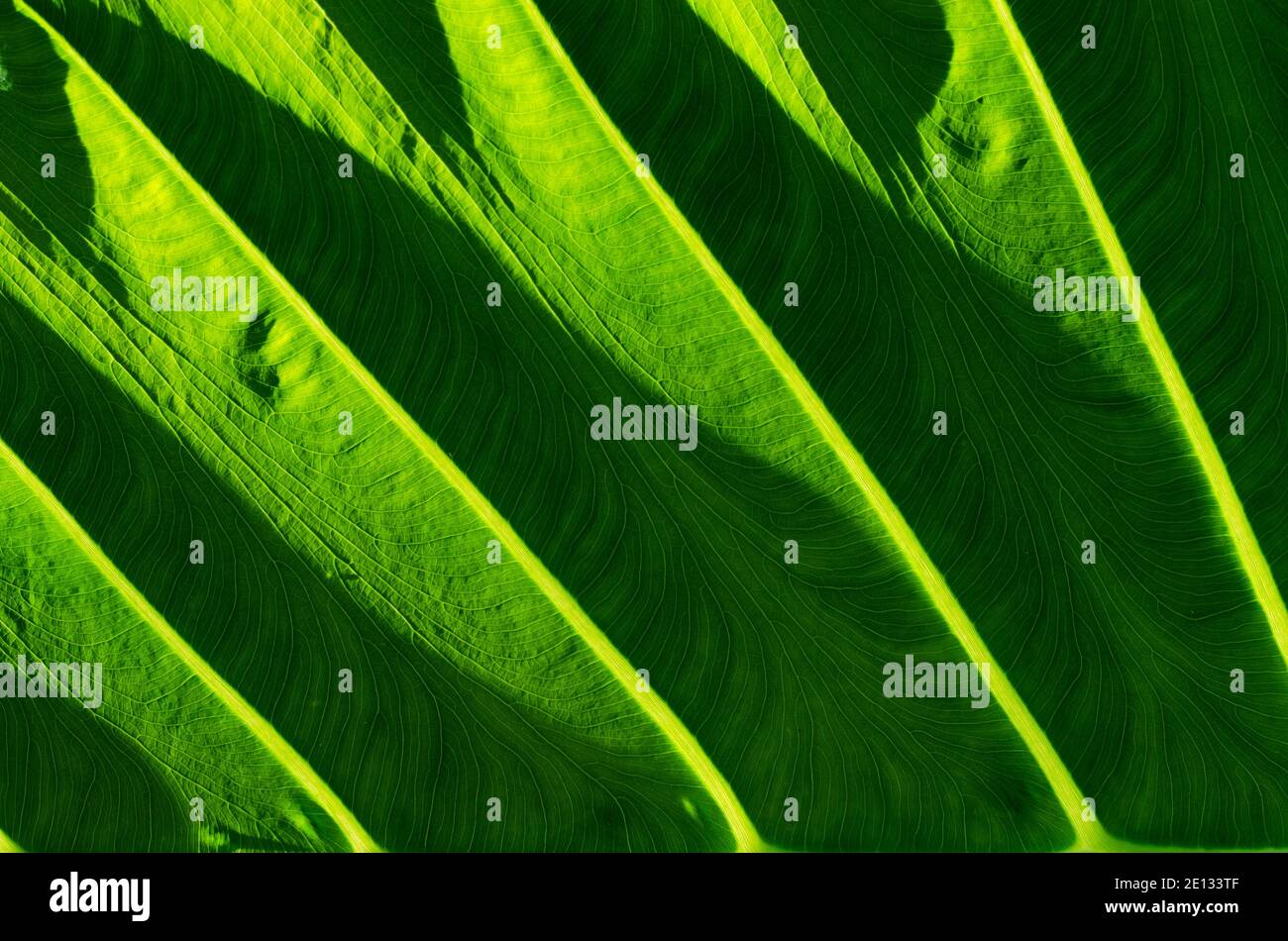 Light on Green Leaf in Soft Focus Texture Detail for Abstract Background. Stock Photo
