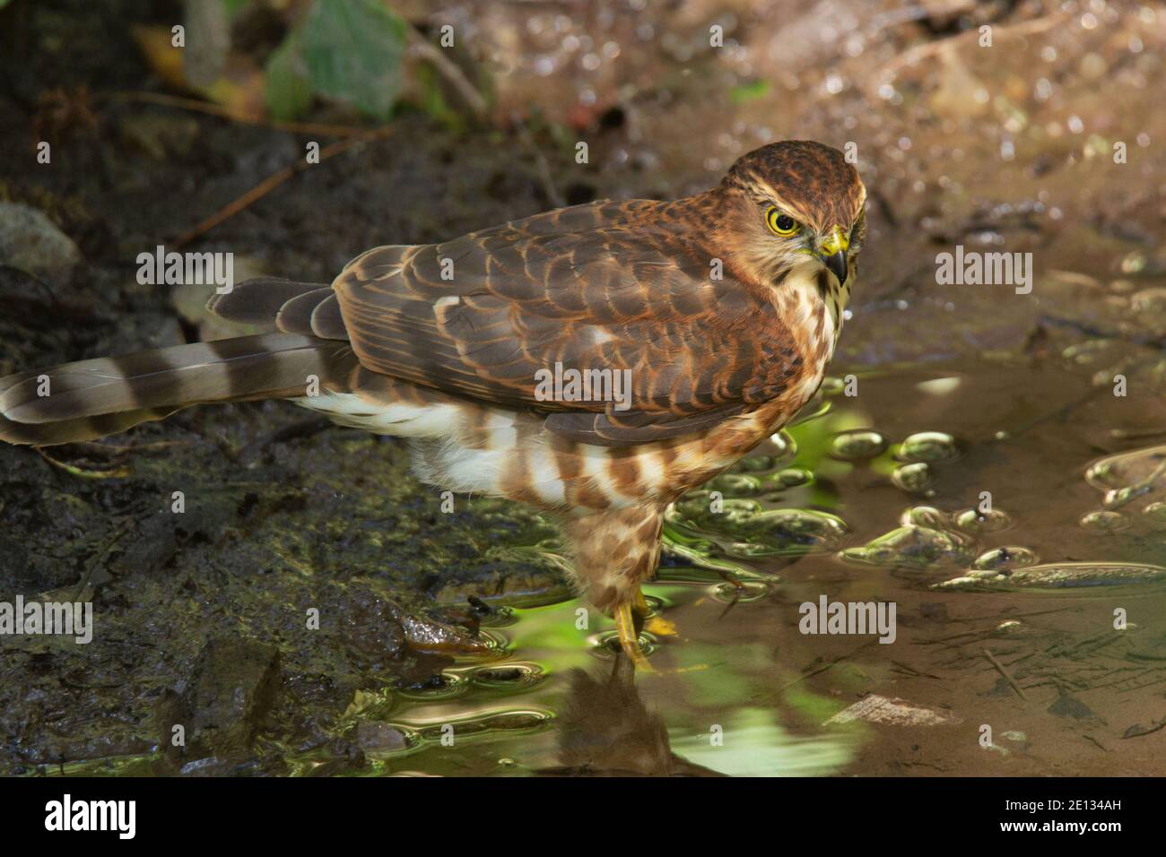 Besra High Resolution Stock Photography And Images Alamy