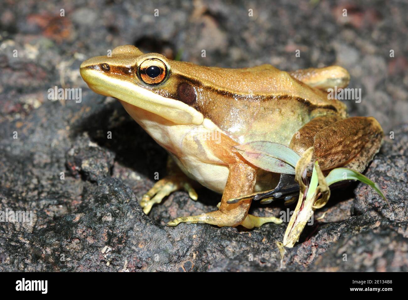 Bronzed frog, Hylarana temporalis, Maharashtra, India Stock Photo