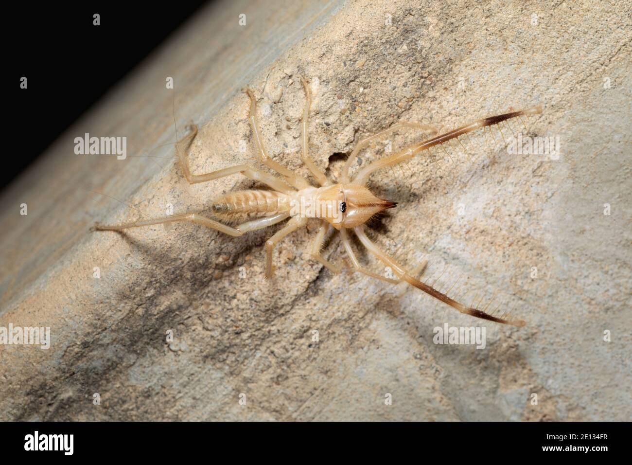 Solifuge or camel spider  with kill, Wind Spider / Red Roman Jaisalmer, Rajasthan, India Stock Photo