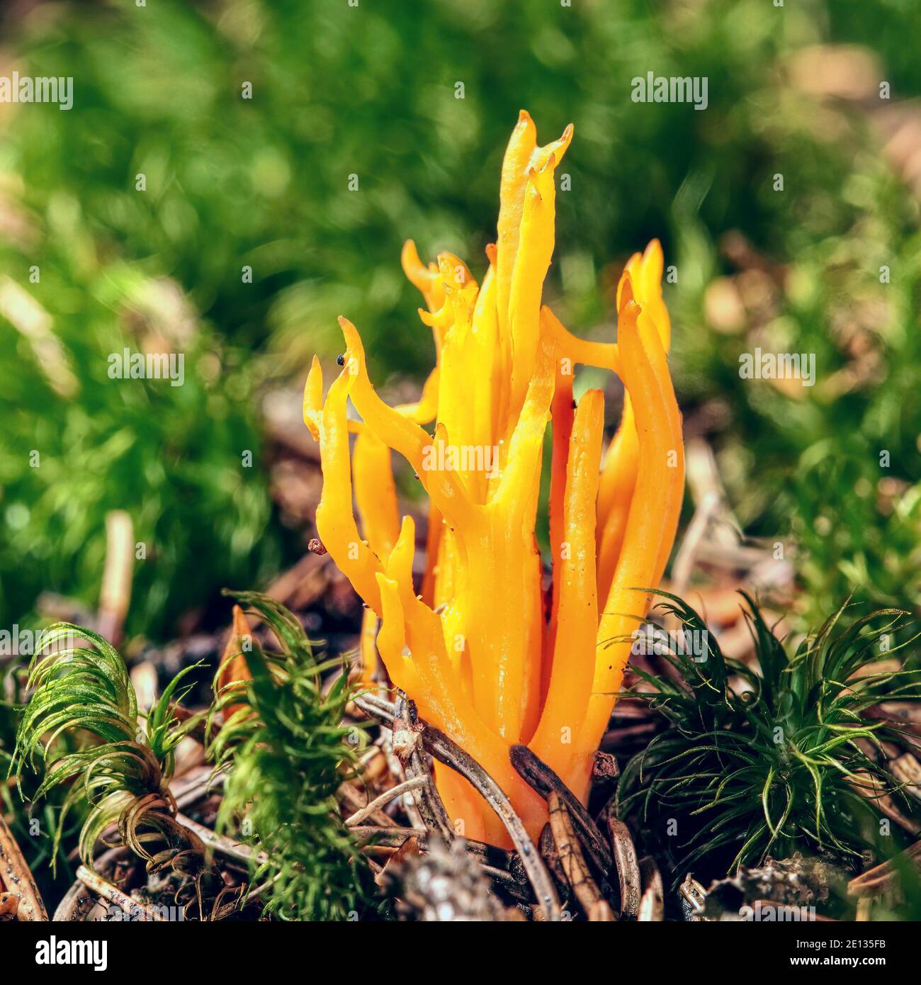 Mushroom Calocera Viscosa surrounded by moss. Yellow stagshorn. Member of the Dacrymycetes Stock Photo