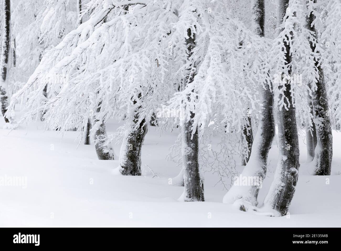 wintry forest, tree trunks covered in snow Stock Photo