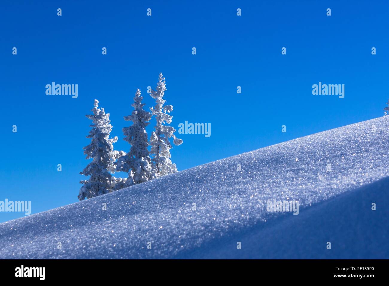 Snowy silver fir (Picea Abies) on a mountain slope during wintertime in the Austrian alps (Radstadt, Salzburg) Stock Photo