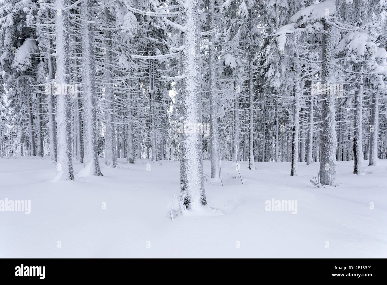 wintry forest, tree trunks covered in snow Stock Photo