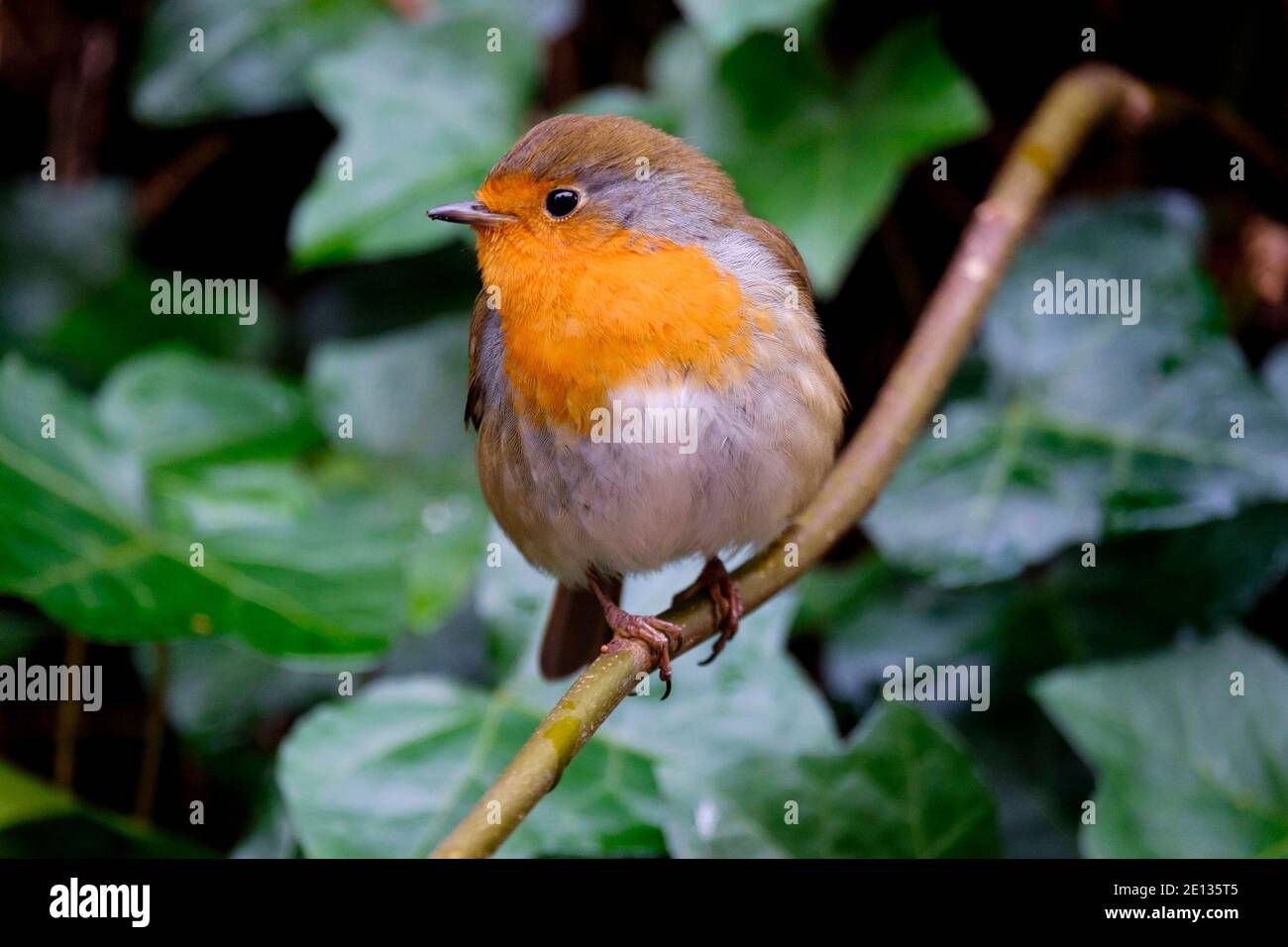 Robins In England Suburban birdlife hi-res stock photography and images - Alamy