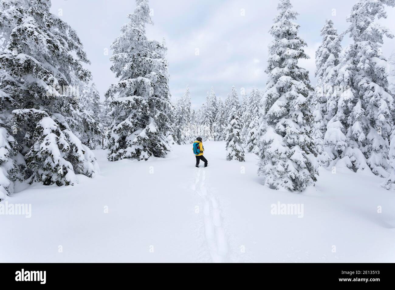 Woman hiking in snow covered winter landscape, beautiful snowy pine trees Stock Photo