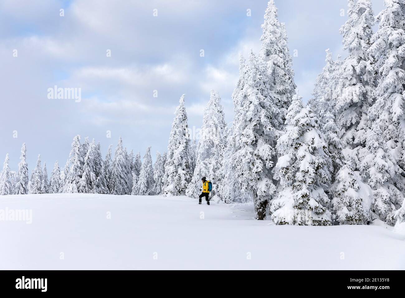 Woman hiking in snow covered winter landscape, beautiful snowy pine trees Stock Photo
