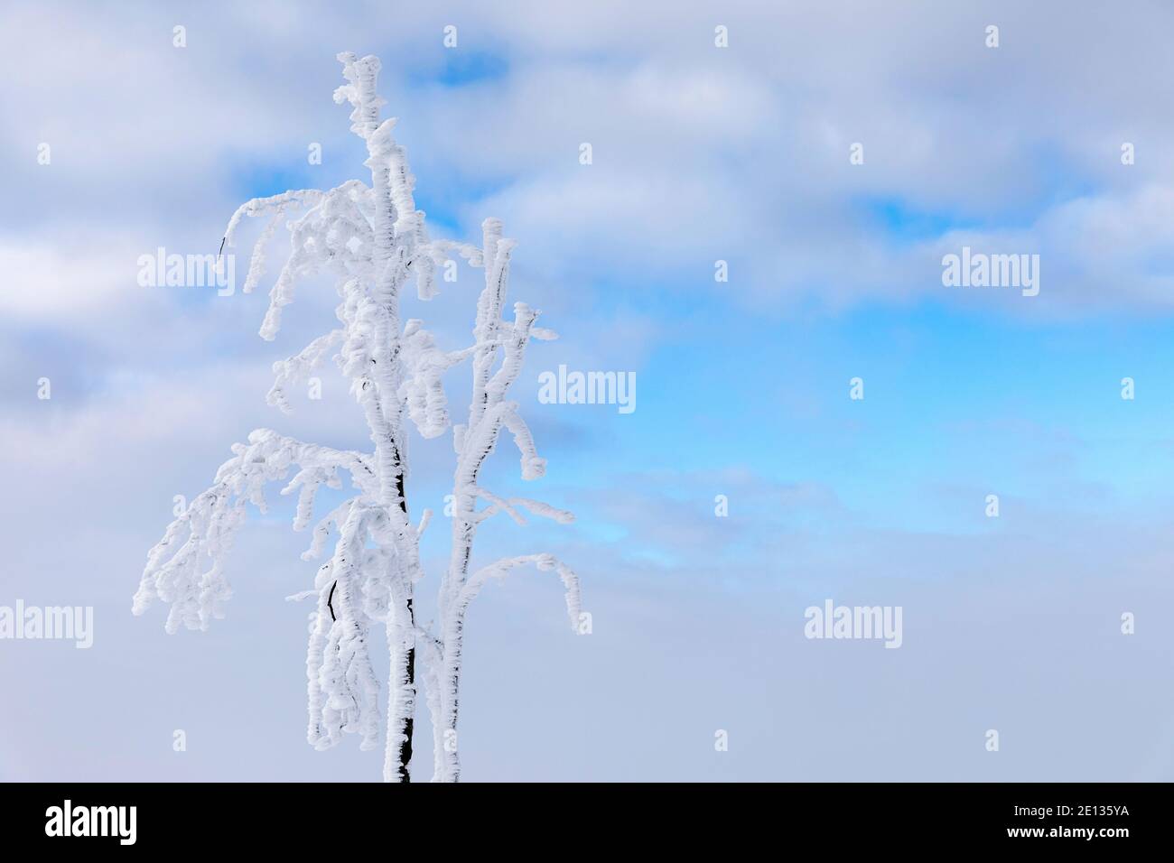 Tree covered with frost against blue sky with clouds Stock Photo - Alamy
