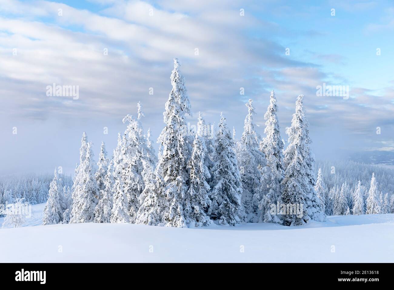 snow covered spruce trees in winter landscape Stock Photo