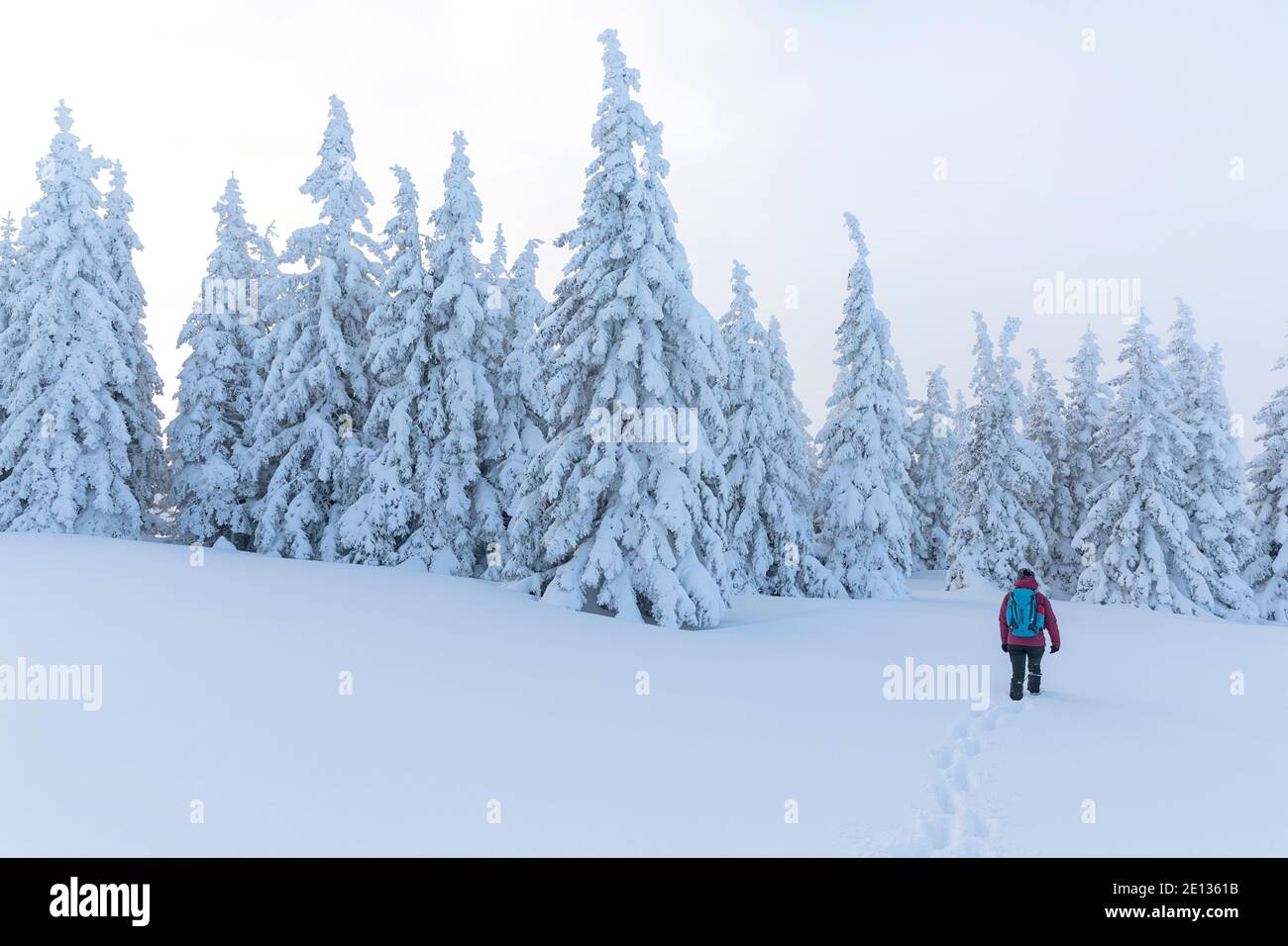 Woman hiking in snow covered winter landscape, beautiful snowy pine trees Stock Photo