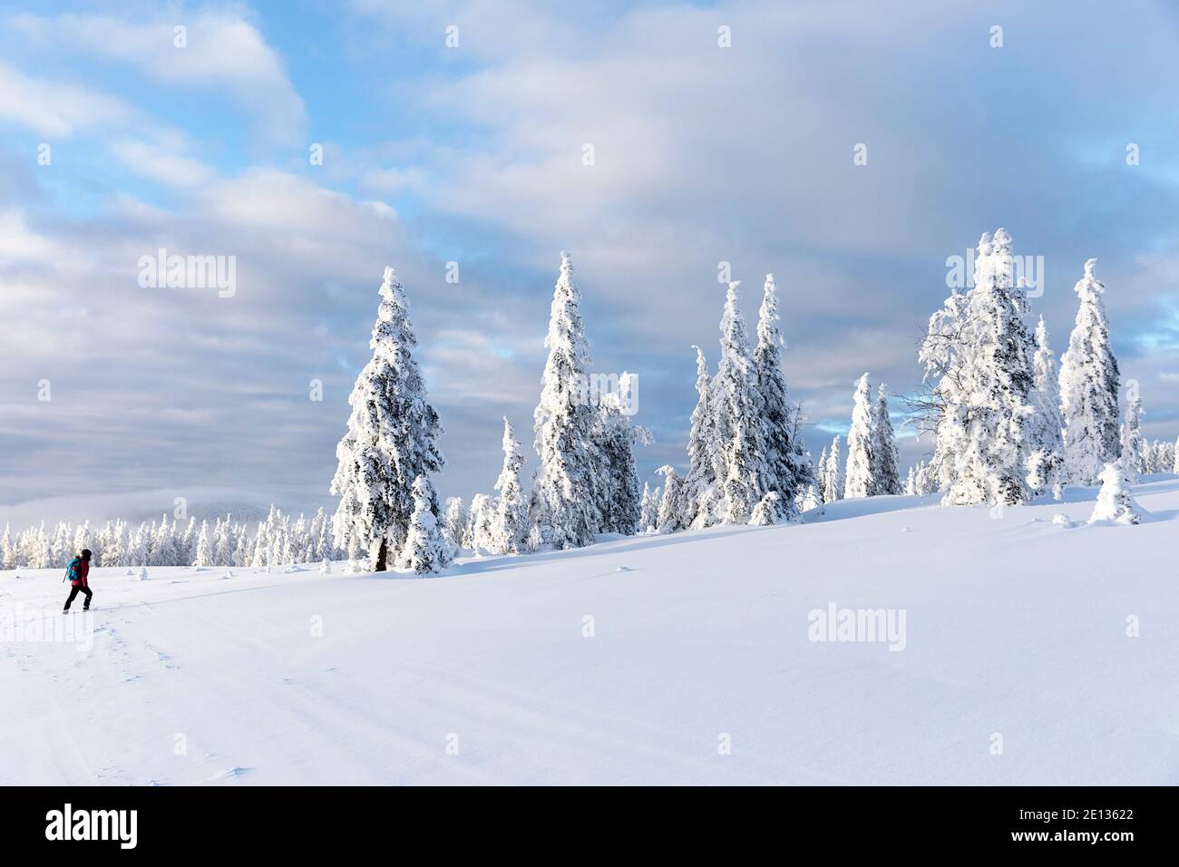 Woman hiking in snow covered winter landscape, beautiful snowy pine trees Stock Photo