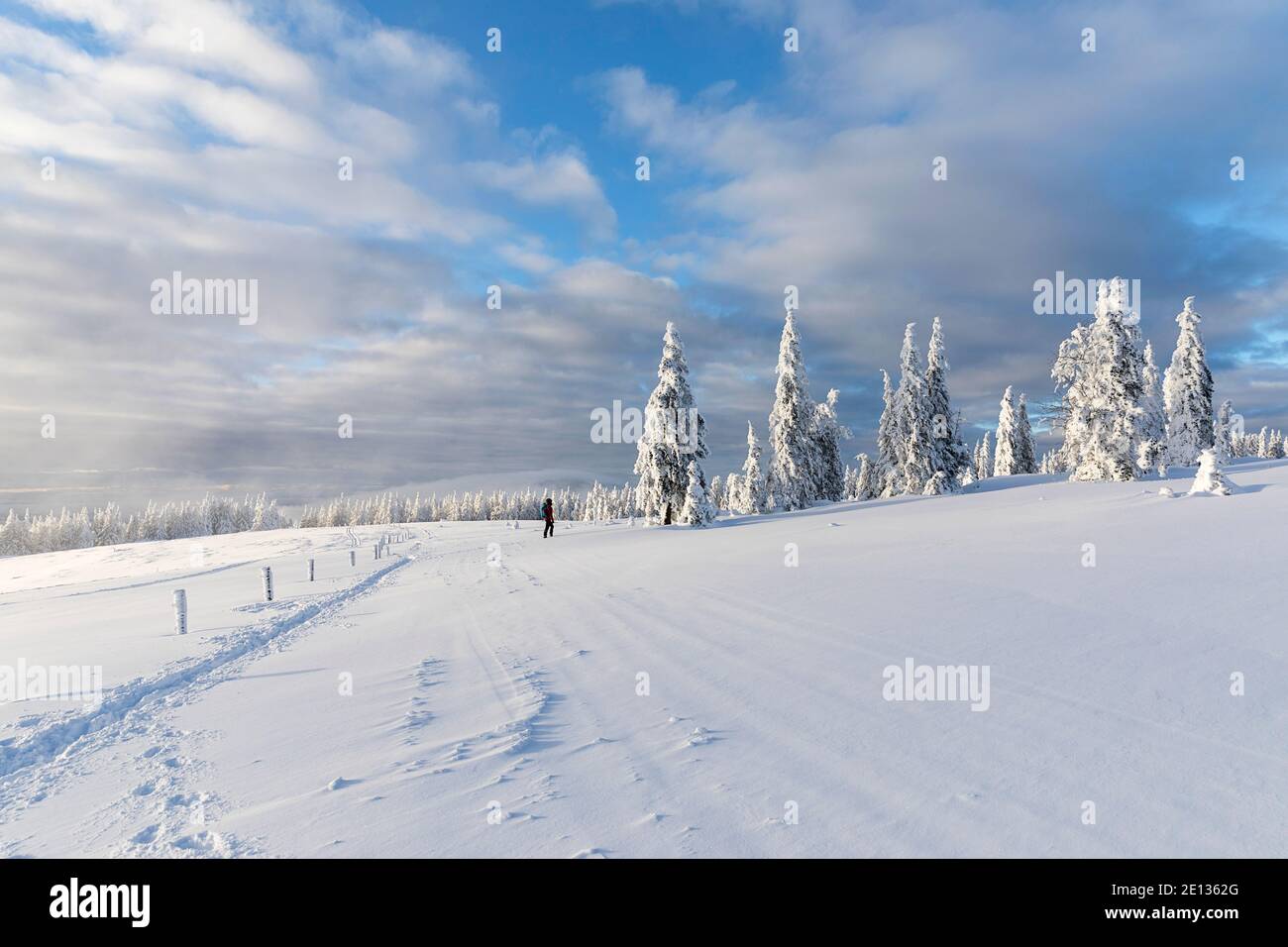 Woman hiking in snow covered winter landscape, beautiful snowy pine trees Stock Photo