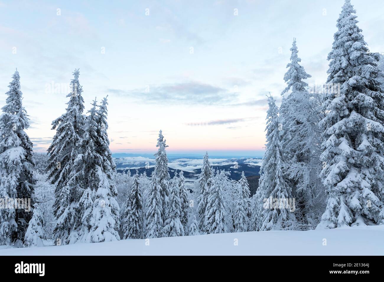 snow covered spruce trees in winter landscape Stock Photo