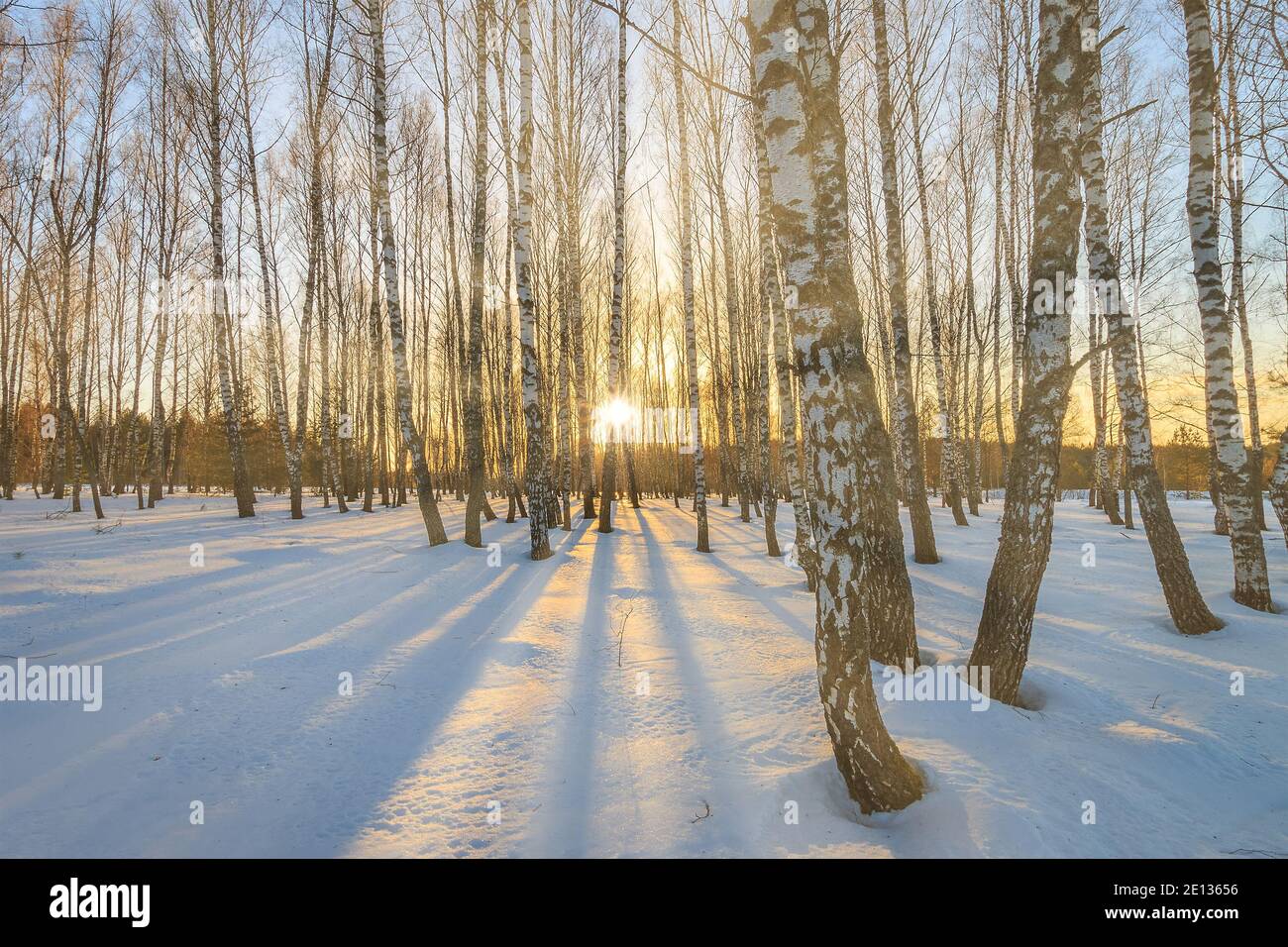 Sun rays streaming through tree trunks in a snow-covered birch grove on ...