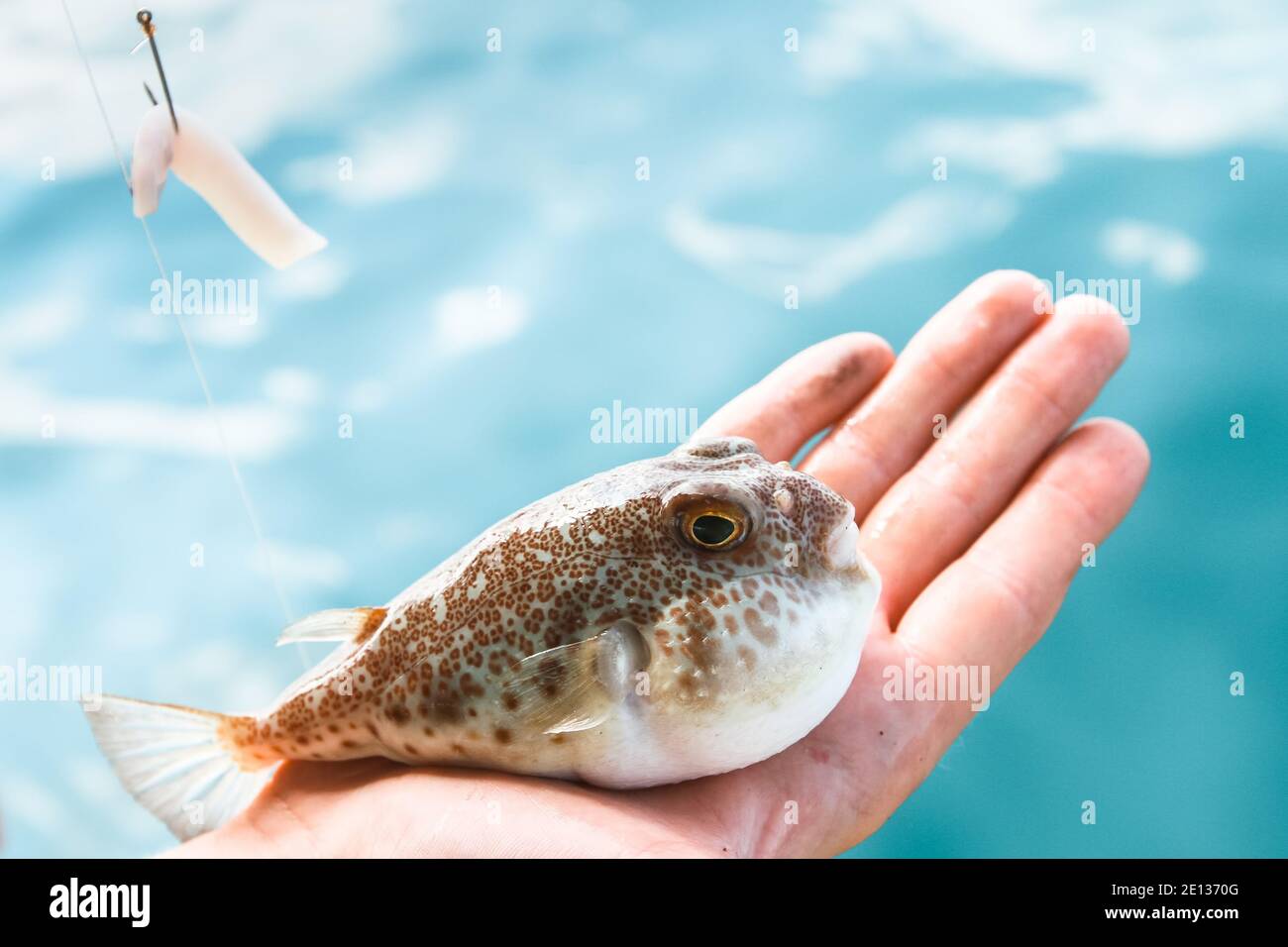 Fugu Fish Is Lying On The Palm Of Hand Gulf Of Thailand Stock Photo Alamy Fugu Fish Is Lying On The Palm Of Hand Gulf Of Thailand Stock Photo Alamy
