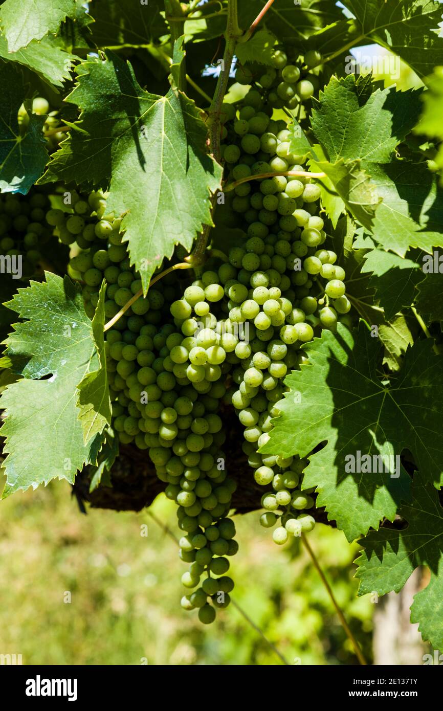Umbria Italy Grapes