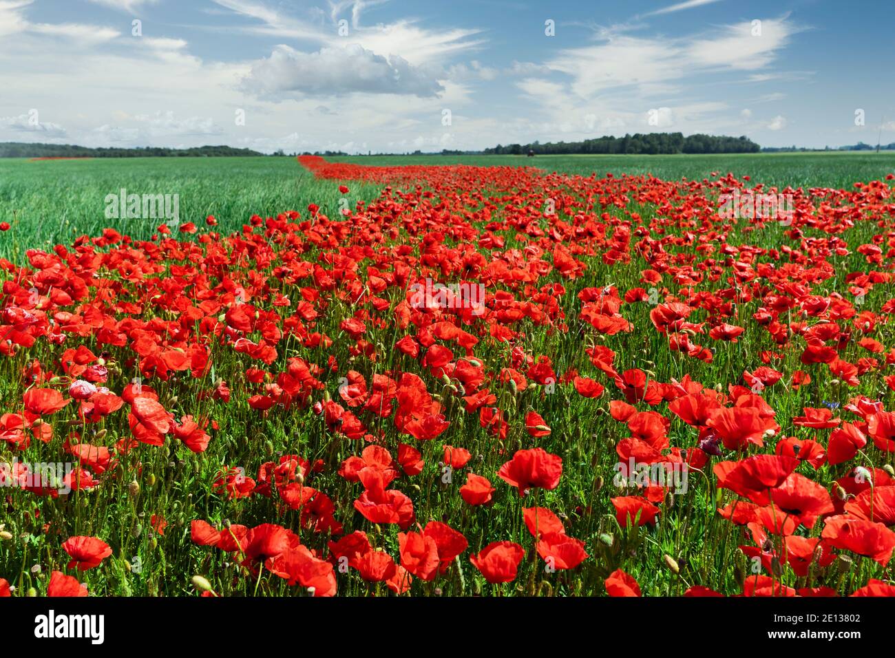 Red poppies on a background of blue sky Stock Photo