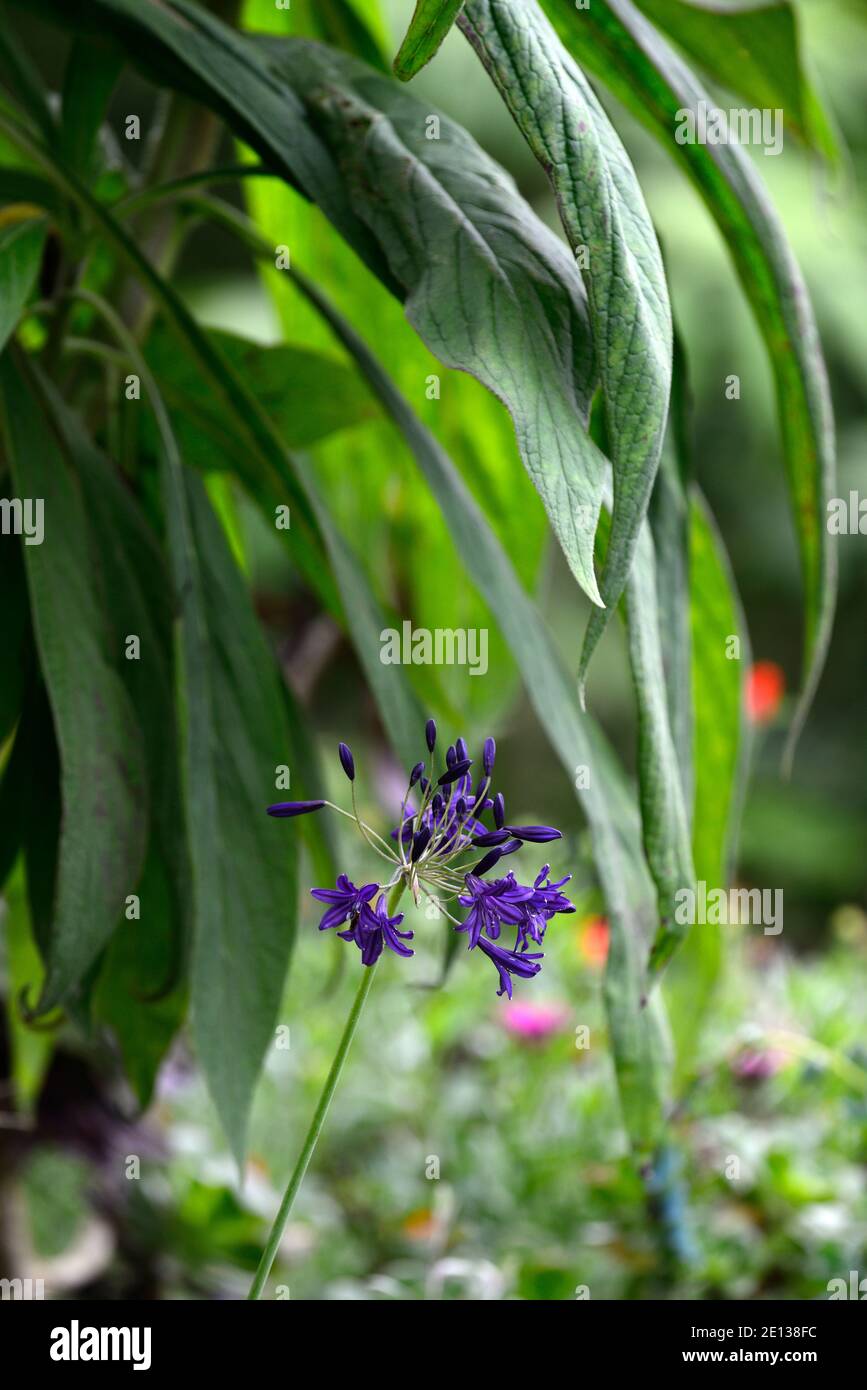 agapanthus,navy blue flowers,echium,mixed planting scheme,combination,garden,RM Floral Stock Photo