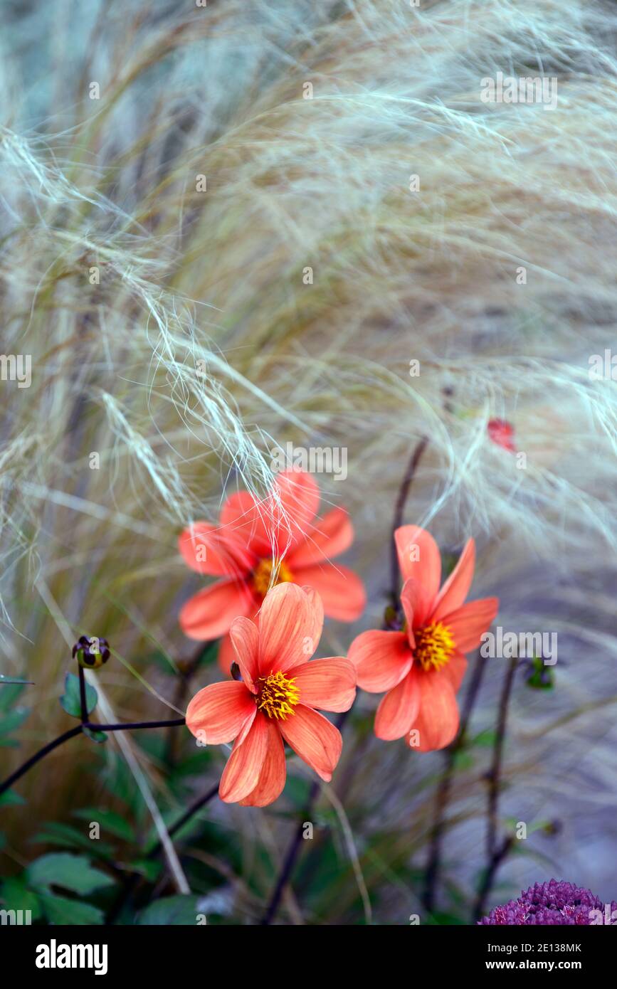 Dahlia seedling,orange apricot dahlia,Stipa tenuissima Pony Tails,grass,grasses,dahlia and grasses, flower,flowers,flowering,RM Floral Stock Photo