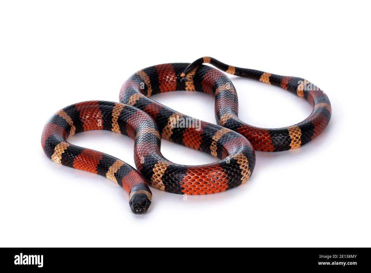 Adult female Pueblan milk snake aka Lampropeltis triangulum campbelli snake, isolated on a white background. Stock Photo