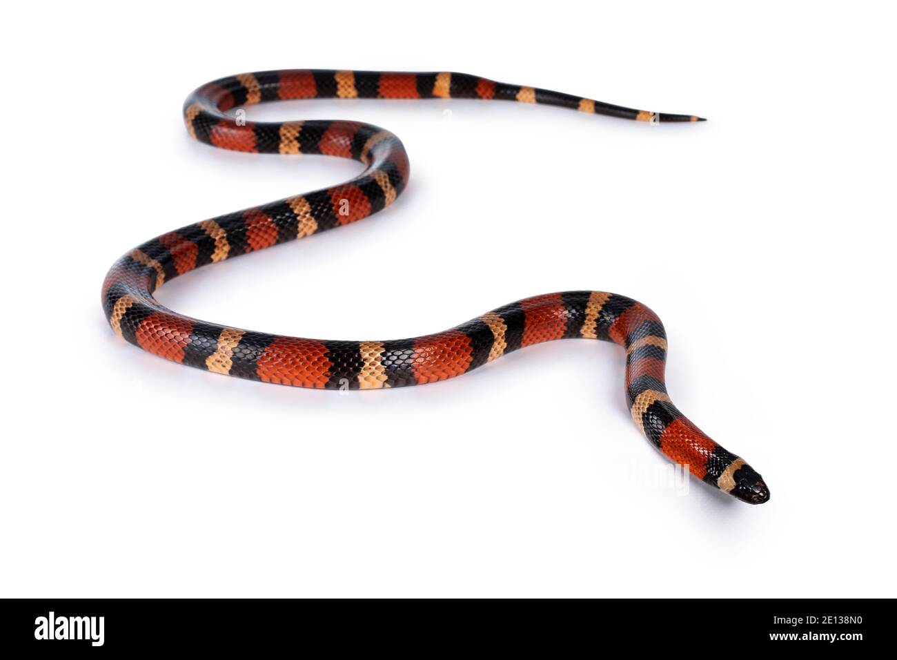 Adult female Pueblan milk snake aka Lampropeltis triangulum campbelli snake, isolated on a white background. Stock Photo