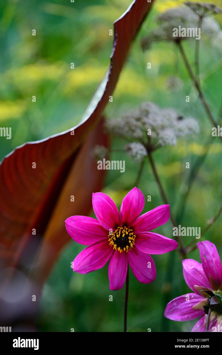 Dahlia seedling,pink magenta dahlia, flower,flowers,flowering,RM Floral Stock Photo