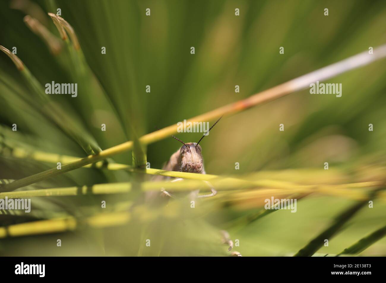 Grasshopper on long green shrubs. High quality photo Stock Photo