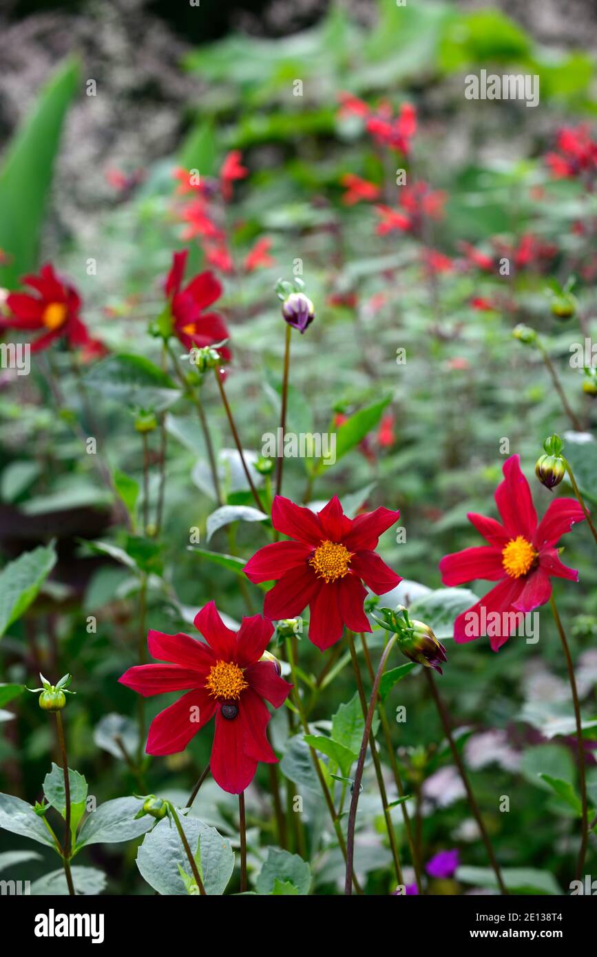 Dahlia seedling,blood red dahlia,blood red flower,flowers,flowering,dahlias,RM Floral Stock Photo