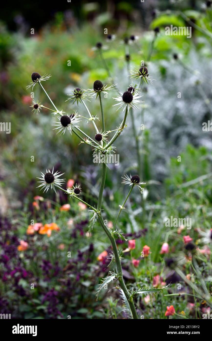 eryngium guatemalense,Guatemalan sea holly, Guatemalan eryngo, Eryngium