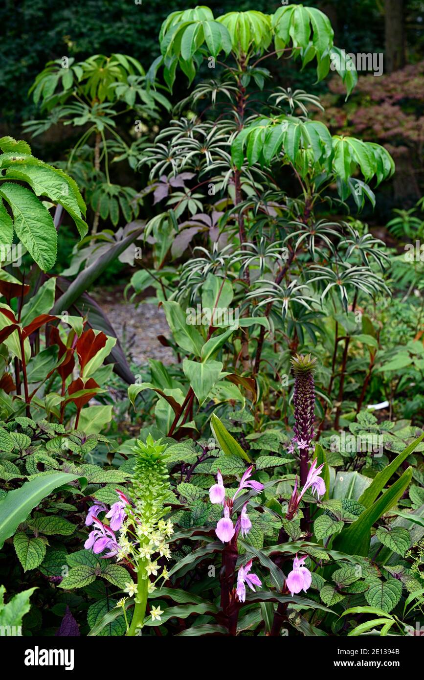 Eucomis pallidiflora ssp pole-evansii,Giant Pineapple Lily,roscoea purpurea spice island,lilac flowers,purple flower,showy orchid-like flowers,floweri Stock Photo