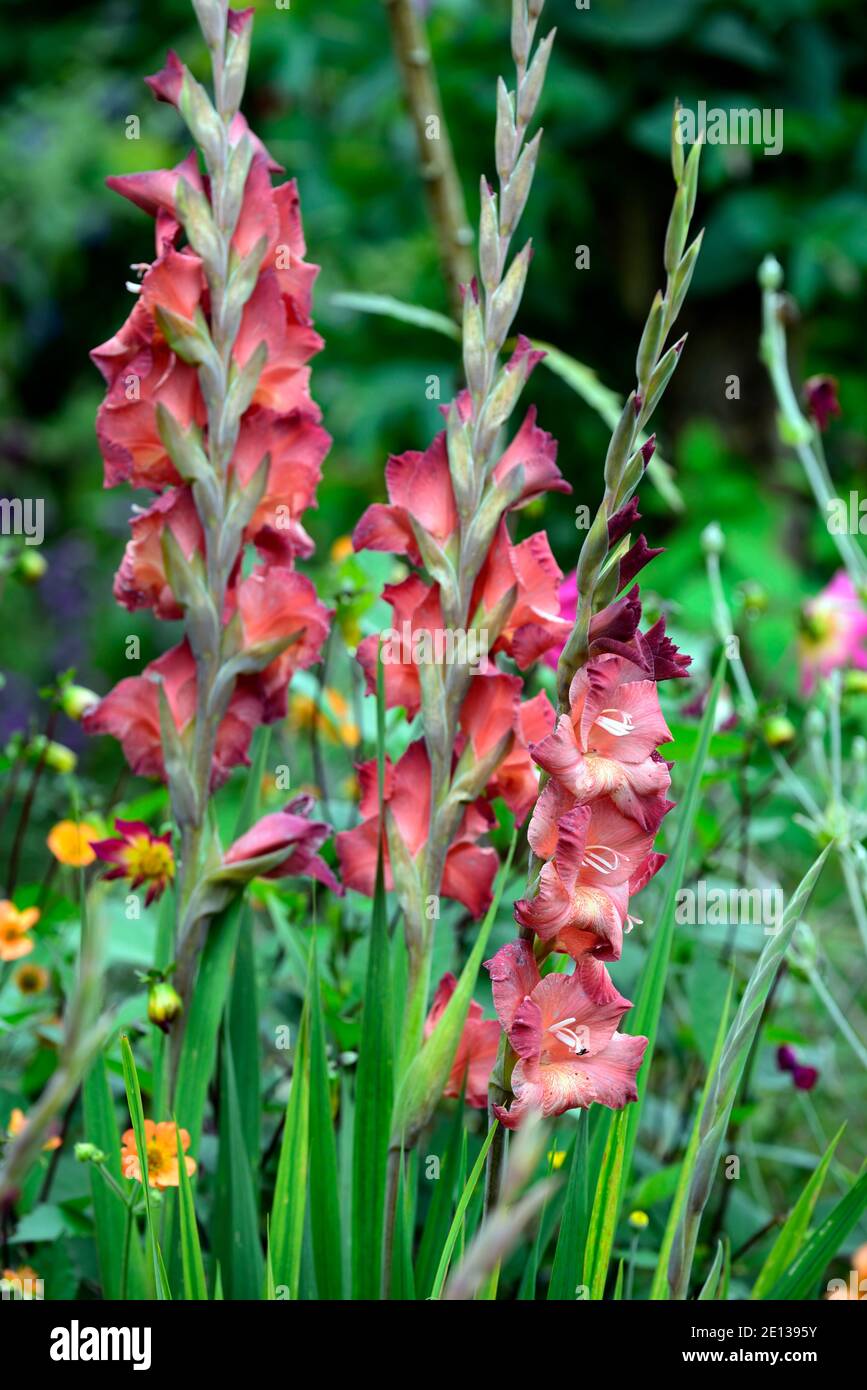 Gladiolus Bimbo,Gladioli,flower spike,copper,coral,colour,coloured,flowering corm,corms,tender,RM Floral Stock Photo