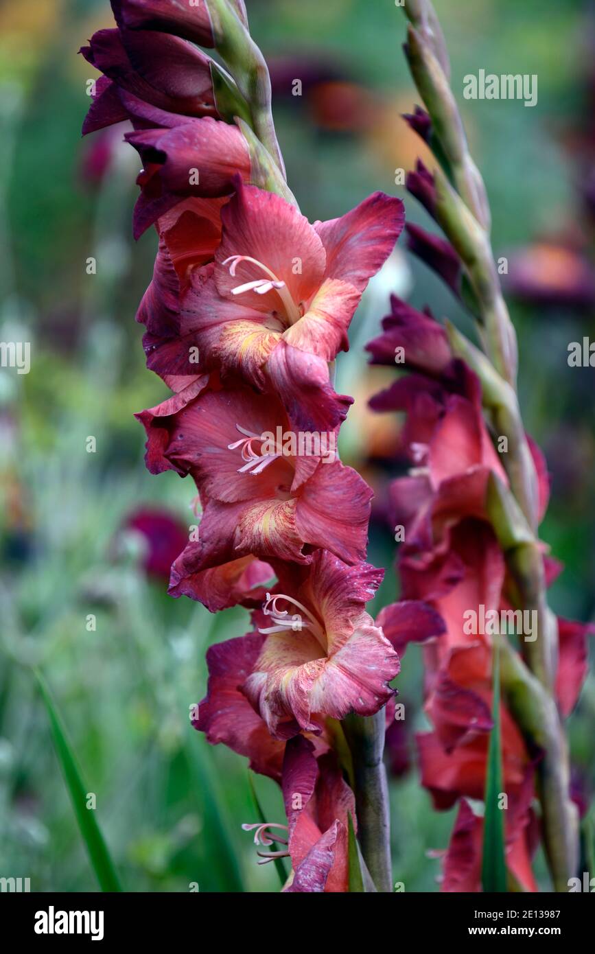 Gladiolus Bimbo,Gladioli,flower spike,copper,coral,colour,coloured,flowering corm,corms,tender,RM Floral Stock Photo