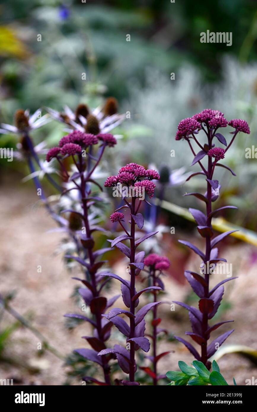 Hylotelephium Red Cauli,stonecrop Red Cauli,Sedum telephium Red Cauli,Sedum Red Cauli,succulent perennials,succulents,red flowers,flowering,RM Floral Stock Photo