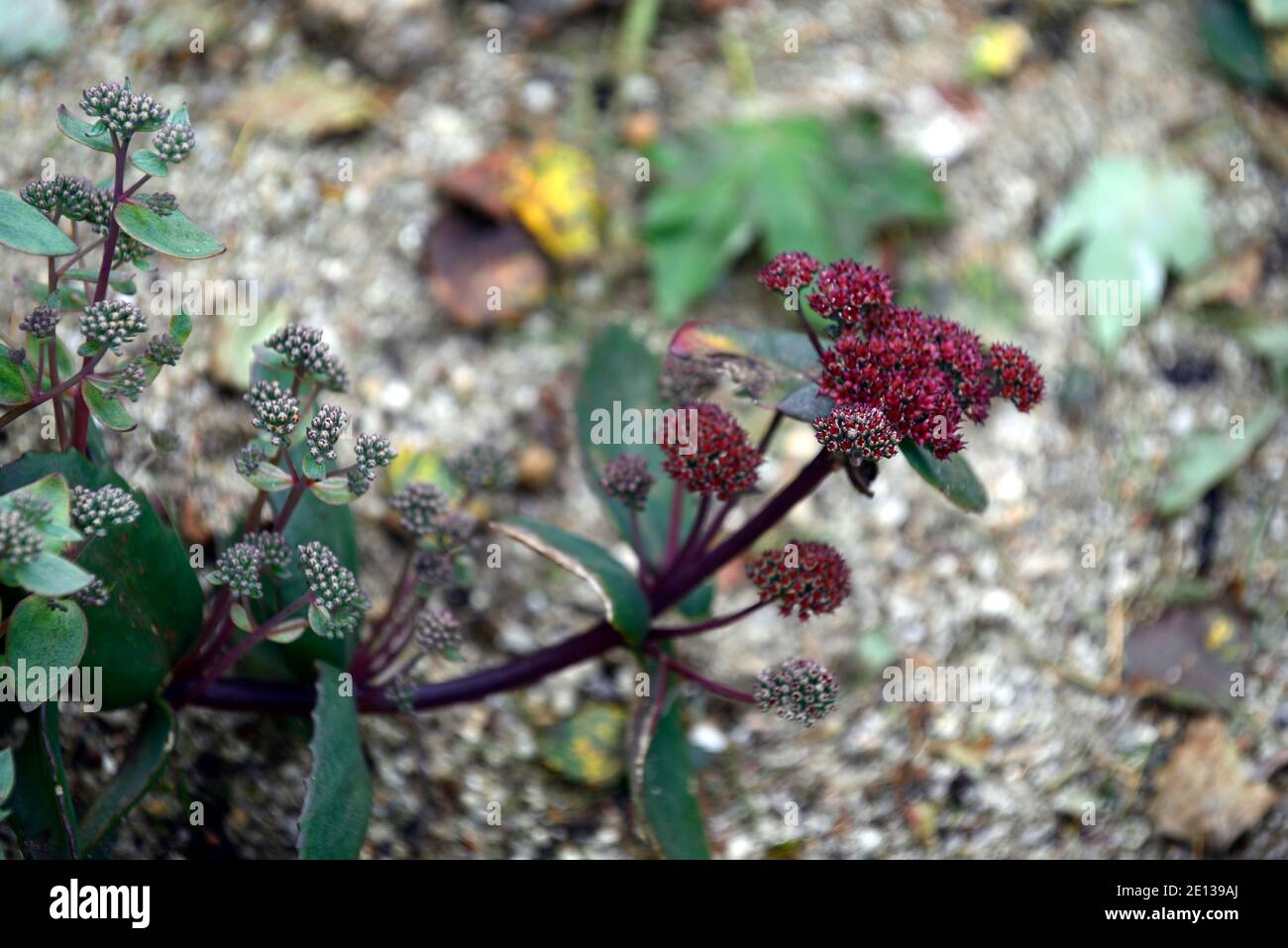 Hylotelephium Red Cauli,stonecrop Red Cauli,Sedum telephium Red Cauli,Sedum Red Cauli,succulent perennials,succulents,red flowers,flowering,RM Floral Stock Photo