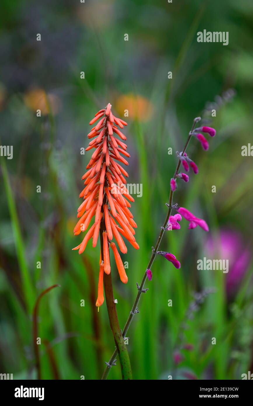 Burnt orange flowers hi-res stock photography and images - Alamy