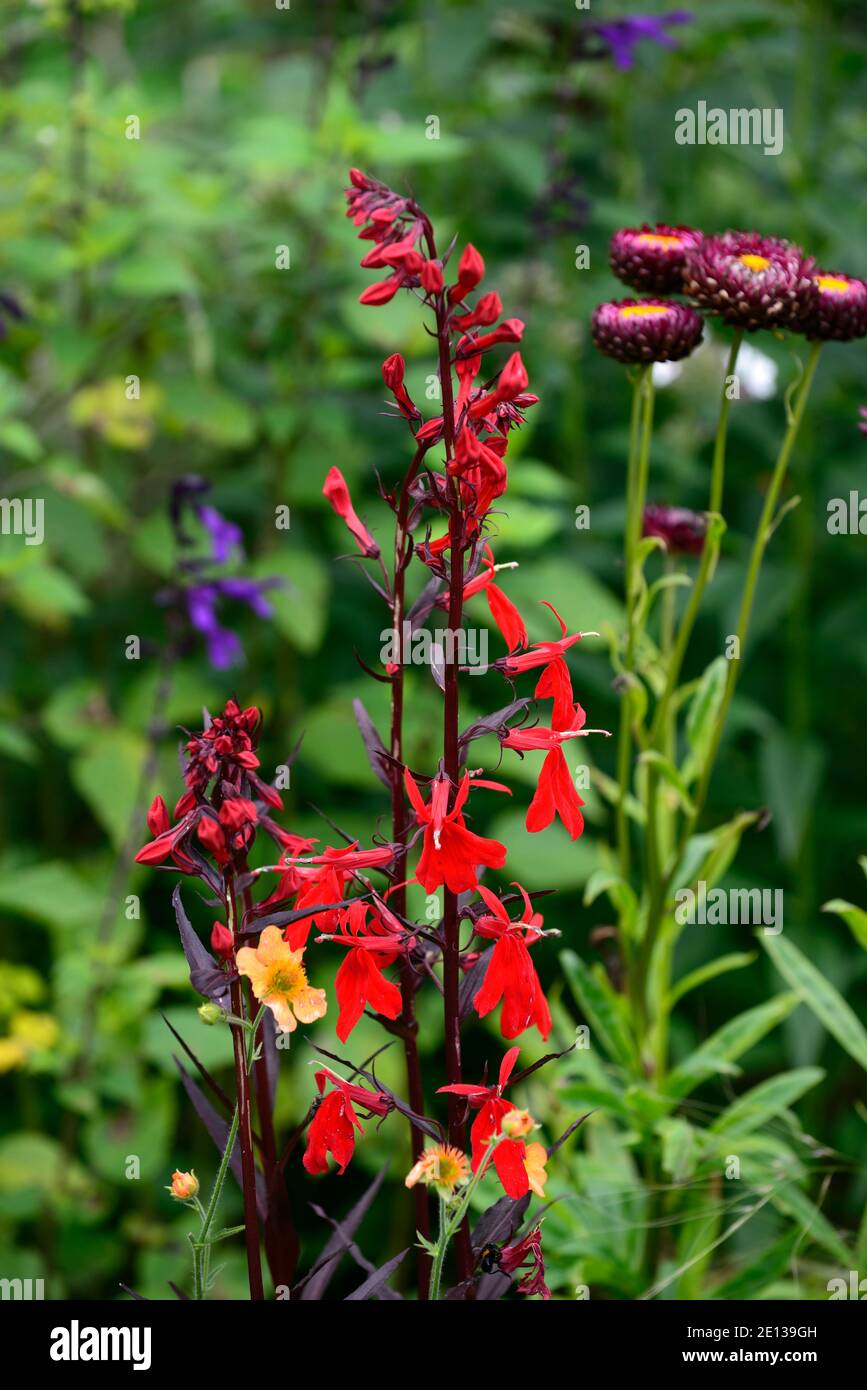 Cardinal Flower Lobelia fulgens 'Queen Victoria' 15 Seeds Tall