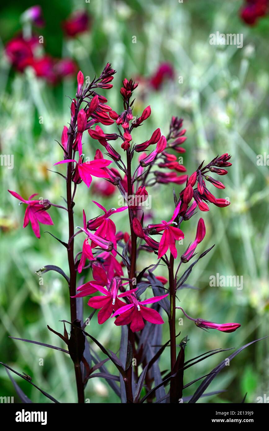 Lobelia x speciosa Russian Princess,shocking pink flowers,flower