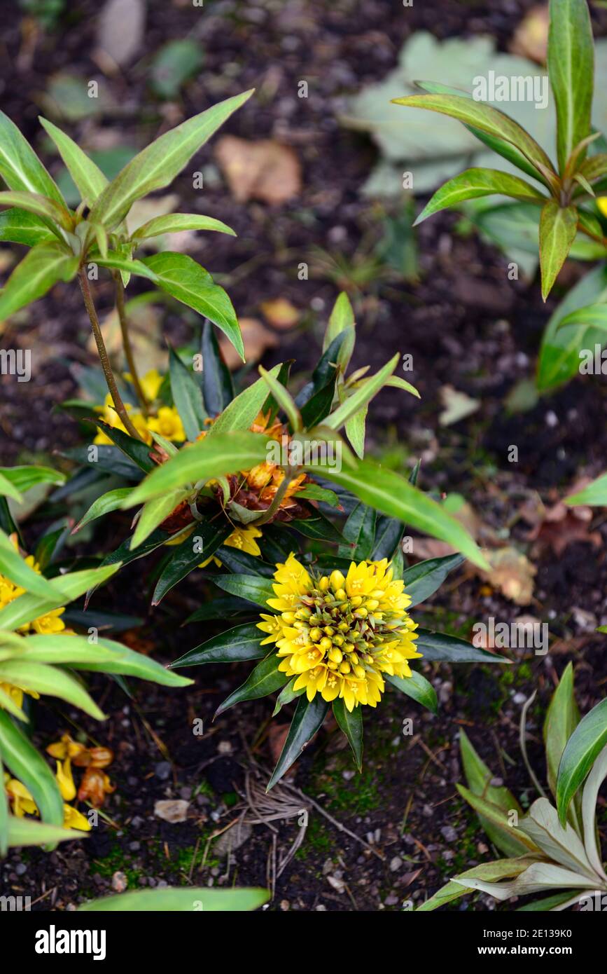 Lysimachia paridiformis var stenophylla,yellow flowers,flowering,evergreen,shade loving,shady,woodland garden,RM Floral Stock Photo