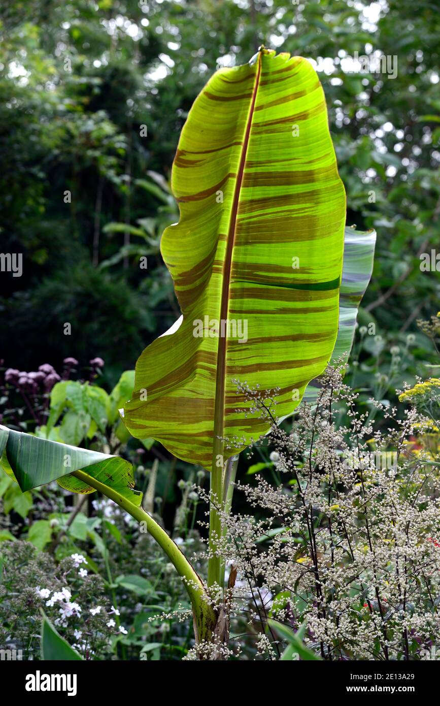 Musa sikkimensis Bengal Tiger,Bengal Tiger Sikkim Banana,tropical,exotic,bed,border,Artemisia lactiflora Guizhou,,exotic planting,mixed planting schem Stock Photo