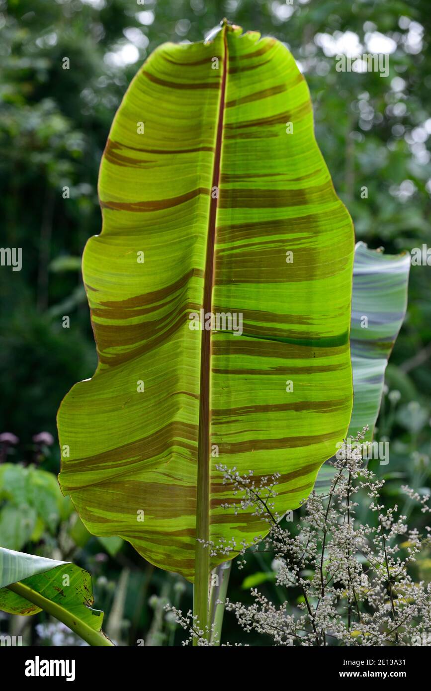 Musa sikkimensis Bengal Tiger,Bengal Tiger Sikkim Banana,tropical,exotic,bed,border,Artemisia lactiflora Guizhou,,exotic planting,mixed planting schem Stock Photo