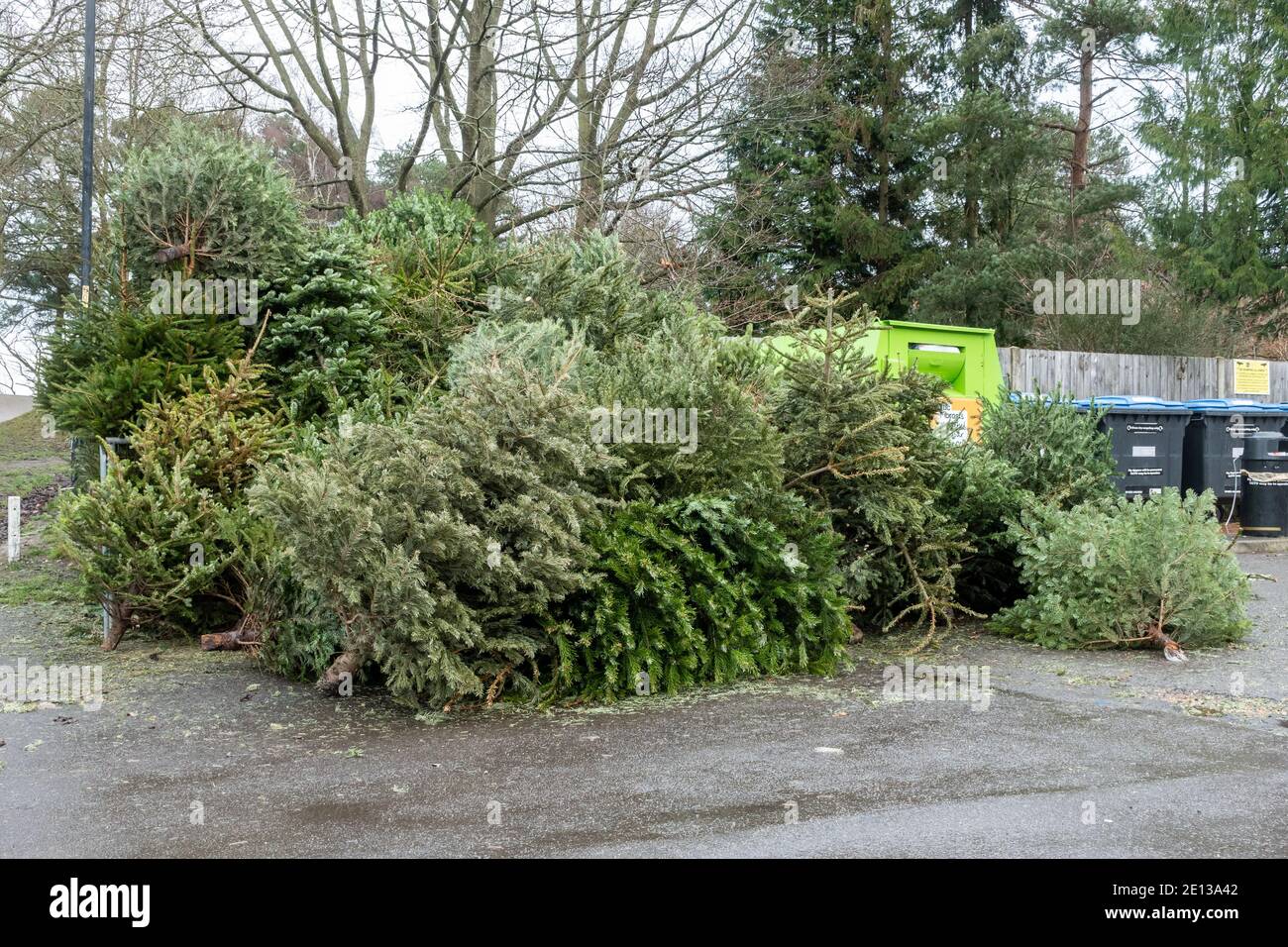 Pile of old Christmas trees for recycling and disposal in early January