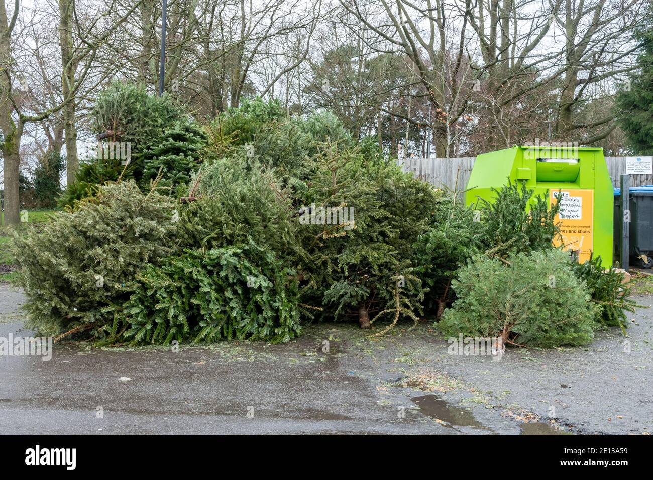 Pile of old Christmas trees for recycling and disposal in early January at a household waste recycling site, UK Stock Photo