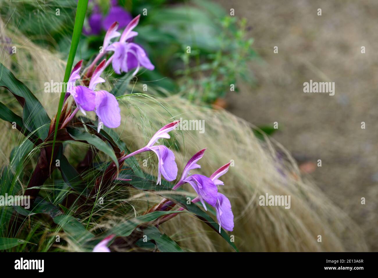 roscoea purpurea spice island,lilac flowers,purple flower,showy orchid-like flowers,flowering,Stipa tenuissima Pony Tails,grass,grasses,mixed planting Stock Photo