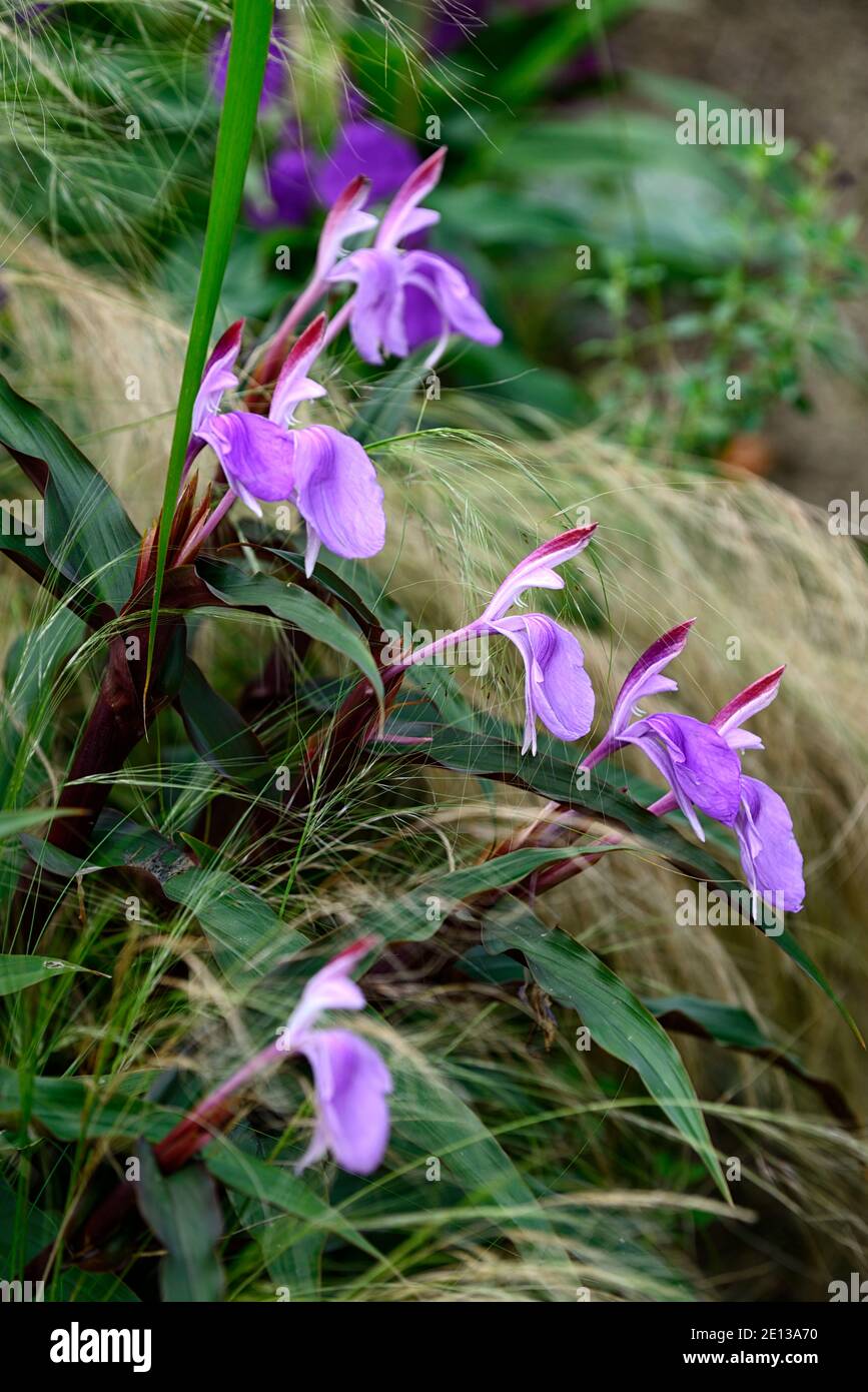 roscoea purpurea spice island,lilac flowers,purple flower,showy orchid-like flowers,flowering,Stipa tenuissima Pony Tails,grass,grasses,mixed planting Stock Photo