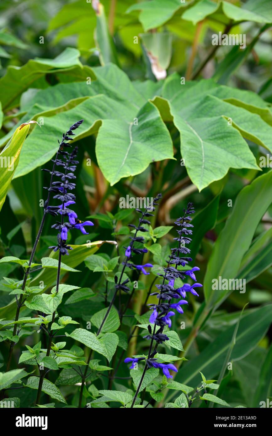 Salvia guaranitica Black & Bloom,Anise-Scented Sage,dark purple blue flowers,flower,flowering,salvias,trumpet flowers,dark stems,dark stemmed salvia,c Stock Photo