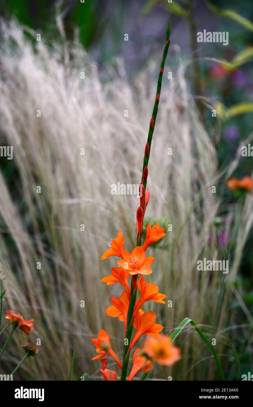 Watsonia pyramidata Peach Glow,Bugle lily,orange,flower,flowers,spike
