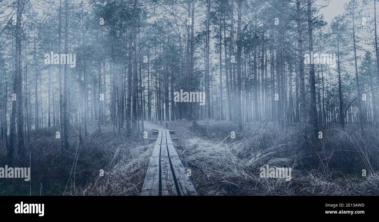 Panoramic view of misty coniferous forest with pine trees and wooden ...