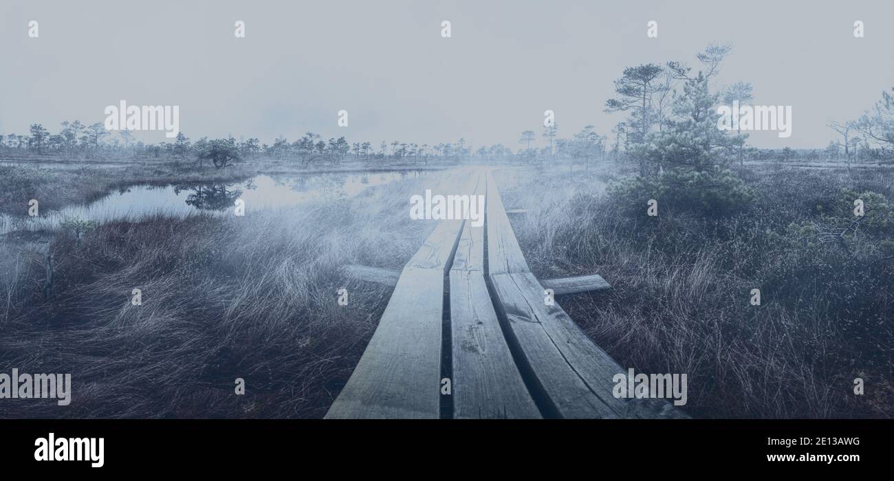 Fog over bog with wooden path, small ponds and pine trees. Hiking trail with wooden walkway that goes across the moor. Stock Photo